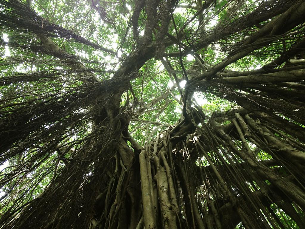 The Nest By Hostelogy Anjuna Esterno foto